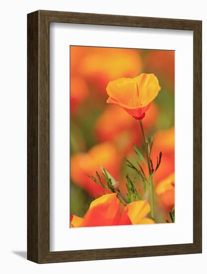 Poppy flowers, Malibu Creek State Park, Los Angeles, California, United States of America, North Am-Richard Cummins-Framed Photographic Print