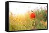 Poppy Flowers, Outdoors-Yastremska-Framed Stretched Canvas