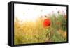 Poppy Flowers, Outdoors-Yastremska-Framed Stretched Canvas