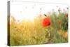 Poppy Flowers, Outdoors-Yastremska-Stretched Canvas