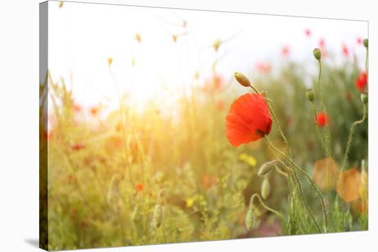 Poppy Flowers, Outdoors-Yastremska-Stretched Canvas