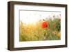 Poppy Flowers, Outdoors-Yastremska-Framed Photographic Print