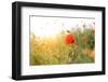 Poppy Flowers, Outdoors-Yastremska-Framed Photographic Print