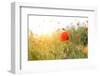 Poppy Flowers, Outdoors-Yastremska-Framed Photographic Print