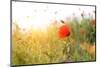 Poppy Flowers, Outdoors-Yastremska-Mounted Photographic Print