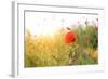 Poppy Flowers, Outdoors-Yastremska-Framed Photographic Print