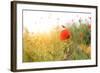 Poppy Flowers, Outdoors-Yastremska-Framed Photographic Print