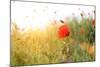 Poppy Flowers, Outdoors-Yastremska-Mounted Photographic Print