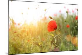 Poppy Flowers, Outdoors-Yastremska-Mounted Photographic Print