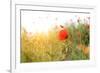 Poppy Flowers, Outdoors-Yastremska-Framed Photographic Print