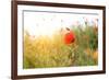 Poppy Flowers, Outdoors-Yastremska-Framed Photographic Print