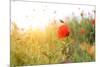 Poppy Flowers, Outdoors-Yastremska-Mounted Photographic Print