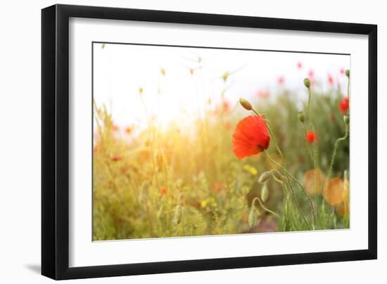 Poppy Flowers, Outdoors-Yastremska-Framed Photographic Print