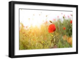 Poppy Flowers, Outdoors-Yastremska-Framed Photographic Print