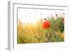 Poppy Flowers, Outdoors-Yastremska-Framed Photographic Print