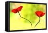 Poppy Friends-Heidi Westum-Framed Stretched Canvas