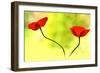 Poppy Friends-Heidi Westum-Framed Photographic Print