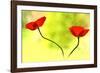 Poppy Friends-Heidi Westum-Framed Photographic Print