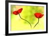 Poppy Friends-Heidi Westum-Framed Photographic Print