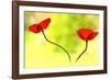 Poppy Friends-Heidi Westum-Framed Photographic Print