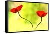 Poppy Friends-Heidi Westum-Framed Stretched Canvas