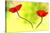 Poppy Friends-Heidi Westum-Stretched Canvas