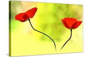 Poppy Friends-Heidi Westum-Stretched Canvas