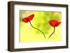 Poppy Friends-Heidi Westum-Framed Photographic Print