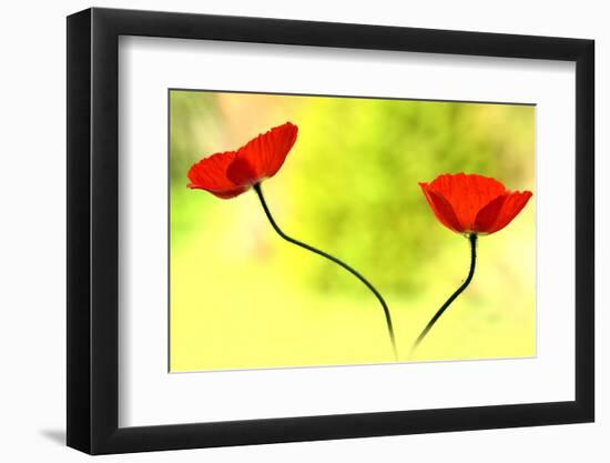 Poppy Friends-Heidi Westum-Framed Photographic Print