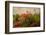 Poppy Garden-David Winston-Framed Giclee Print