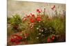 Poppy Garden-David Winston-Mounted Giclee Print