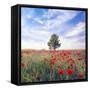 Poppy Garden-Ata Alishahi-Framed Stretched Canvas