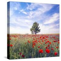 Poppy Garden-Ata Alishahi-Stretched Canvas