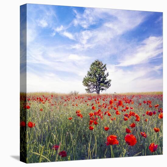 Poppy Garden-Ata Alishahi-Stretched Canvas