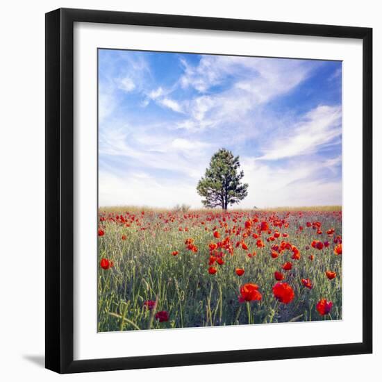 Poppy Garden-Ata Alishahi-Framed Giclee Print