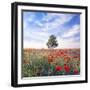 Poppy Garden-Ata Alishahi-Framed Giclee Print