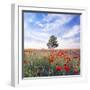 Poppy Garden-Ata Alishahi-Framed Giclee Print