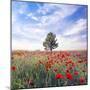 Poppy Garden-Ata Alishahi-Mounted Giclee Print