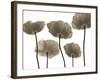 Poppy Heights-Assaf Frank-Framed Giclee Print