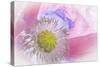 Poppy High Key I-Kathy Mahan-Stretched Canvas