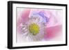 Poppy High Key I-Kathy Mahan-Framed Photographic Print