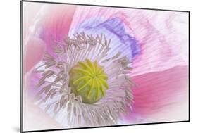 Poppy High Key I-Kathy Mahan-Mounted Photographic Print