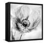 Poppy High Key I-Irene Weisz-Framed Stretched Canvas