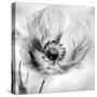 Poppy High Key I-Irene Weisz-Stretched Canvas