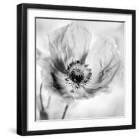 Poppy High Key I-Irene Weisz-Framed Photo