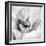 Poppy High Key I-Irene Weisz-Framed Photo