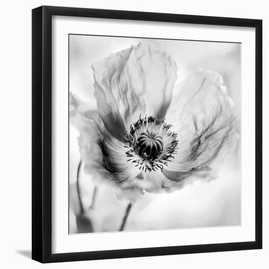 Poppy High Key I-Irene Weisz-Framed Photo