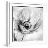 Poppy High Key I-Irene Weisz-Framed Photo