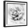 Poppy High Key II-Irene Weisz-Framed Photo