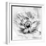 Poppy High Key II-Irene Weisz-Framed Photo